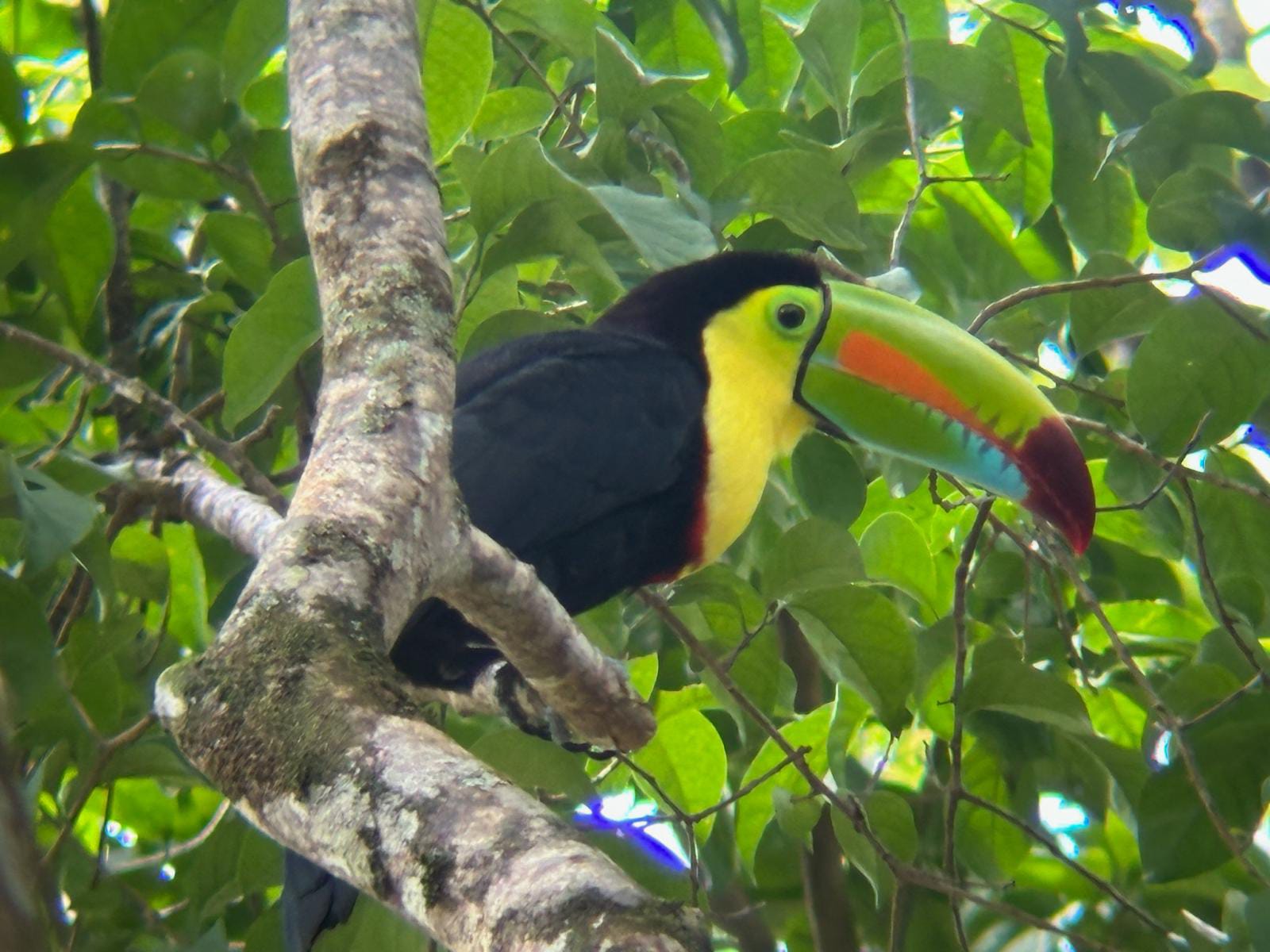 Toucans tours in guanacaste area, costa rica